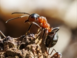 Kahlrckige Waldameise (Formica polyctena) beim Sonnenbaden