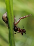 Eine Krabbenspinne (Xysticus cristatus) hat eine Kahlrckige Waldameise (Formica polyctena) berwltigt.