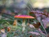 Roter Fliegenpilz (Amanita muscaria)