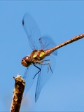 Die Blutrote Heidelibelle (Sympetrum sanguineum) beim Starten und Landen beobachtet..