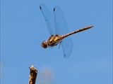 Die Blutrote Heidelibelle (Sympetrum sanguineum) beim Starten und Landen beobachtet.