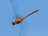 Die Blutrote Heidelibelle (Sympetrum sanguineum) beim Starten und Landen beobachtet.