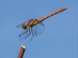 Die Blutrote Heidelibelle (Sympetrum sanguineum) beim Starten und Landen beobachtet.