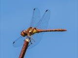 Die Blutrote Heidelibelle (Sympetrum sanguineum) beim Starten und Landen beobachtet.