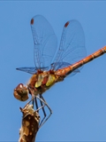 Die Blutrote Heidelibelle (Sympetrum sanguineum) beim Starten und Landen beobachtet.