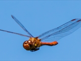 Die Blutrote Heidelibelle (Sympetrum sanguineum) beim Starten und Landen beobachtet.