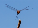 Die Blutrote Heidelibelle (Sympetrum sanguineum) beim Starten und Landen beobachtet.