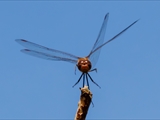 Die Blutrote Heidelibelle (Sympetrum sanguineum) beim Starten und Landen beobachtet.