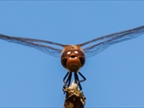 Die Blutrote Heidelibelle (Sympetrum sanguineum) beim Starten und Landen beobachtet.