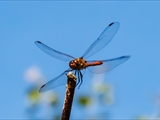 Die Blutrote Heidelibelle (Sympetrum sanguineum) beim Starten und Landen beobachtet.