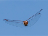 Die Blutrote Heidelibelle (Sympetrum sanguineum) beim Starten und Landen beobachtet.