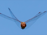 Die Blutrote Heidelibelle (Sympetrum sanguineum) beim Starten und Landen beobachtet.