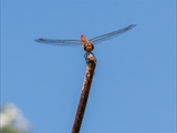 Die Blutrote Heidelibelle (Sympetrum sanguineum) beim Starten und Landen beobachtet.