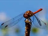 Die Blutrote Heidelibelle (Sympetrum sanguineum) beim Starten und Landen beobachtet.