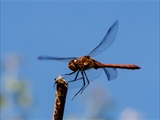 Die Blutrote Heidelibelle (Sympetrum sanguineum) beim Starten und Landen beobachtet.