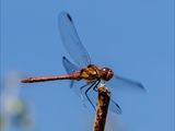 Die Blutrote Heidelibelle (Sympetrum sanguineum) beim Starten und Landen beobachtet.