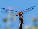 Die Blutrote Heidelibelle (Sympetrum sanguineum) beim Starten und Landen beobachtet.