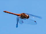 Die Blutrote Heidelibelle (Sympetrum sanguineum) beim Starten und Landen beobachtet.