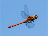 Die Blutrote Heidelibelle (Sympetrum sanguineum) beim Starten und Landen beobachtet.