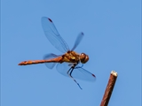 Die Blutrote Heidelibelle (Sympetrum sanguineum) beim Starten und Landen beobachtet.