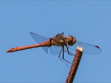 Die Blutrote Heidelibelle (Sympetrum sanguineum) beim Starten und Landen beobachtet