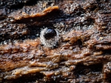 Kugelspringer (Sminthuridae, Collembola) von dem erst kürzlich entdeckten Pilz Pandora batellata parasitiert. Kugelspringer sind sehr klein, sie werden nur 0,5 bis 2 mm groß.