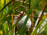 Das Weibchen der Listspinne (Pisaura mirabilis) spinnt die befruchteten Eier in der zweiten Junihälfte in einen ca. 1 cm großen Eikokon ein und trägt ihn ca. 2 Wochen bis kurz vor  dem Ausschlüpfen der Jungen mit ihren Cheliceren (Kieferklauen). Dann baut sie ein kuppelförmiges 5 cm großes Nest, in den der Kokon gehängt wird und in den die Jungen ausschlüpfen. Bis die Jungen das Nest verlassen, werden sie von ihrer Mutter verteidigt. 