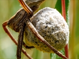 Das Weibchen der Listspinne (Pisaura mirabilis) spinnt die befruchteten Eier in der zweiten Junihälfte in einen ca. 1 cm großen Eikokon ein und trägt ihn ca. 2 Wochen bis kurz vor  dem Ausschlüpfen der Jungen mit ihren Cheliceren (Kieferklauen). Dann baut sie ein kuppelförmiges 5 cm großes Nest, in den der Kokon gehängt wird und in den die Jungen ausschlüpfen. Bis die Jungen das Nest verlassen, werden sie von ihrer Mutter verteidigt. 