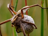 Das Weibchen der Listspinne (Pisaura mirabilis) spinnt die befruchteten Eier in der zweiten Junihälfte in einen ca. 1 cm großen Eikokon ein und trägt ihn ca. 2 Wochen bis kurz vor  dem Ausschlüpfen der Jungen mit ihren Cheliceren (Kieferklauen). Dann baut sie ein kuppelförmiges 5 cm großes Nest, in den der Kokon gehängt wird und in den die Jungen ausschlüpfen. Bis die Jungen das Nest verlassen, werden sie von ihrer Mutter verteidigt. 