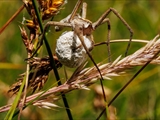 Das Weibchen der Listspinne (Pisaura mirabilis) spinnt die befruchteten Eier in der zweiten Junihälfte in einen ca. 1 cm großen Eikokon ein und trägt ihn ca. 2 Wochen bis kurz vor  dem Ausschlüpfen der Jungen mit ihren Cheliceren (Kieferklauen). Dann baut sie ein kuppelförmiges 5 cm großes Nest, in den der Kokon gehängt wird und in den die Jungen ausschlüpfen. Bis die Jungen das Nest verlassen, werden sie von ihrer Mutter verteidigt. 