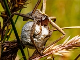 Das Weibchen der Listspinne (Pisaura mirabilis) spinnt die befruchteten Eier in der zweiten Junihälfte in einen ca. 1 cm großen Eikokon ein und trägt ihn ca. 2 Wochen bis kurz vor  dem Ausschlüpfen der Jungen mit ihren Cheliceren (Kieferklauen). Dann baut sie ein kuppelförmiges 5 cm großes Nest, in den der Kokon gehängt wird und in den die Jungen ausschlüpfen. Bis die Jungen das Nest verlassen, werden sie von ihrer Mutter verteidigt. 