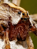 Das Weibchen der Listspinne (Pisaura mirabilis) spinnt die befruchteten Eier in der zweiten Junihälfte in einen ca. 1 cm großen Eikokon ein und trägt ihn ca. 2 Wochen bis kurz vor  dem Ausschlüpfen der Jungen mit ihren Cheliceren (Kieferklauen). Dann baut sie ein kuppelförmiges 5 cm großes Nest, in den der Kokon gehängt wird und in den die Jungen ausschlüpfen. Bis die Jungen das Nest verlassen, werden sie von ihrer Mutter verteidigt. 